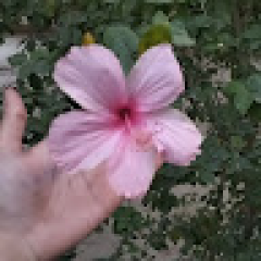 Narjis Fatima